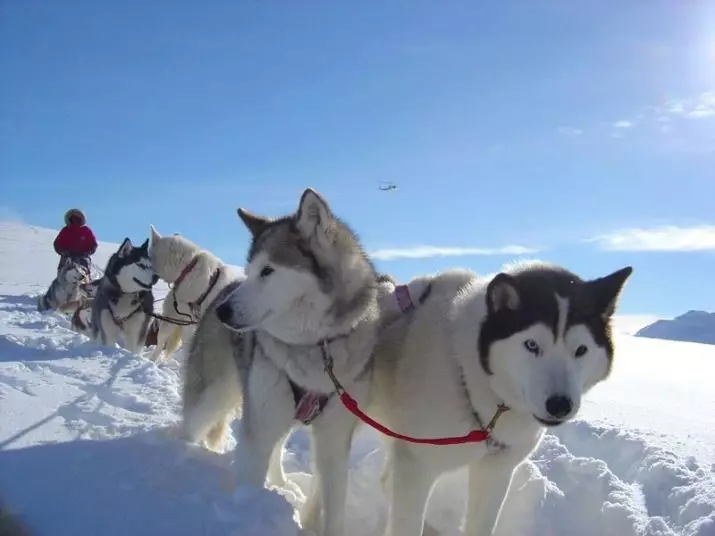 Malamute和Husky的差異（49張）：有什麼區別？阿拉斯加爾馬種子之間有什麼區別？誰更好選擇？ 22752_22