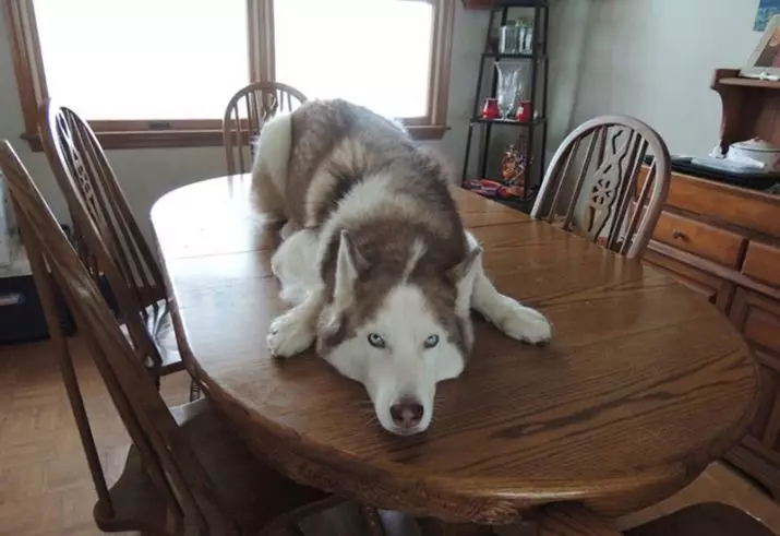 Diferencias de Malamute y Husky (49 fotos): ¿Cuál es la diferencia? ¿Cuál es la diferencia entre Malamut de Alaska? ¿Quién es mejor elegir? 22752_24