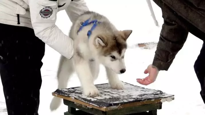 Diferencias de Malamute y Husky (49 fotos): ¿Cuál es la diferencia? ¿Cuál es la diferencia entre Malamut de Alaska? ¿Quién es mejor elegir? 22752_25