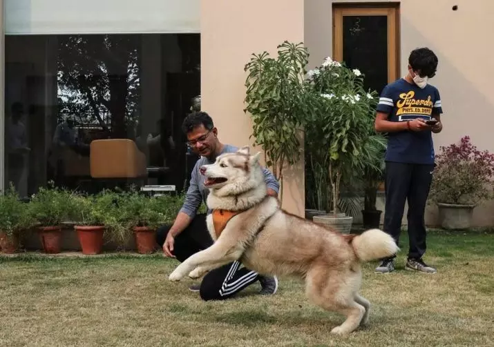 Differenze di malamute e husky (49 foto): qual è la differenza? Qual è la differenza tra Alaskan Malamut? Chi è meglio scegliere? 22752_30