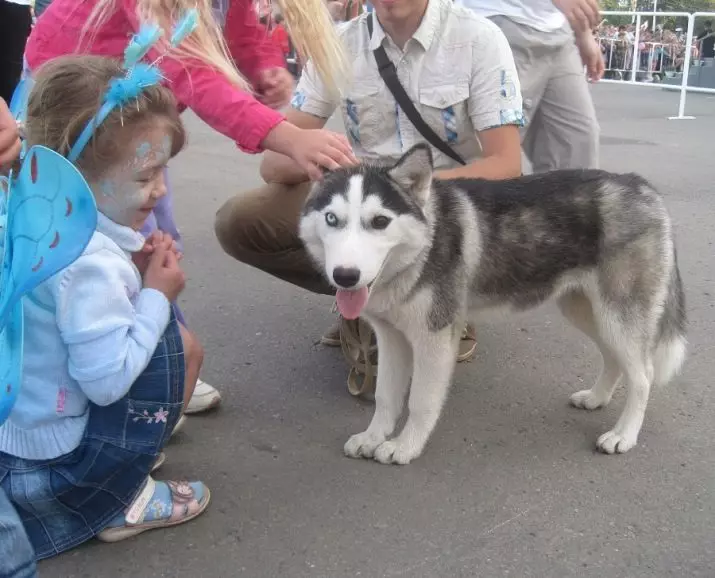 Malamute和Husky的差異（49張）：有什麼區別？阿拉斯加爾馬種子之間有什麼區別？誰更好選擇？ 22752_32