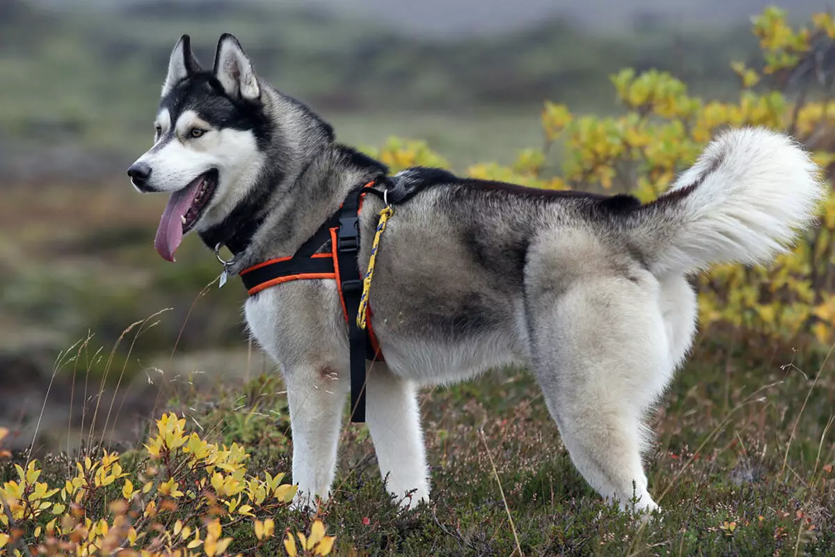 Differenze di malamute e husky (49 foto): qual è la differenza? Qual è la differenza tra Alaskan Malamut? Chi è meglio scegliere? 22752_34