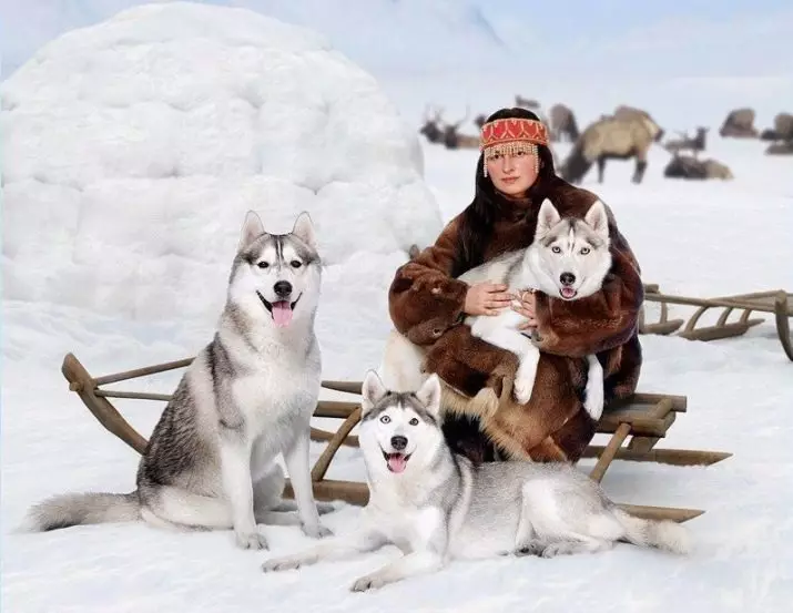 Differenze di malamute e husky (49 foto): qual è la differenza? Qual è la differenza tra Alaskan Malamut? Chi è meglio scegliere? 22752_37