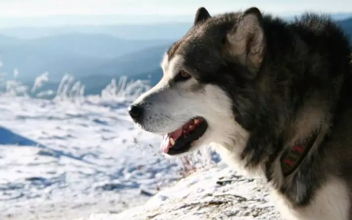 Diferenzas de malamute e husky (49 fotos): cal é a diferenza? Cal é a diferenza entre Alaskan Malamut? Quen é mellor escoller? 22752_38