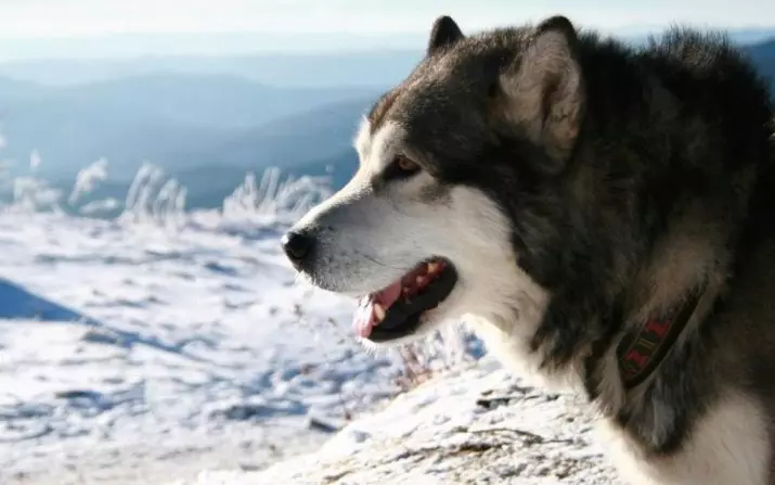 Sự khác biệt của Malamute và Husky (49 ảnh): Sự khác biệt là gì? Sự khác biệt giữa Alaska Malamut là gì? Ai là người tốt hơn để lựa chọn? 22752_38