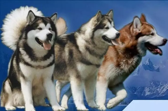 Skirtumai malamute ir husky (49 nuotraukos): koks yra skirtumas? Koks skirtumas tarp Aliaskos Malamut? Kas yra geriau pasirinkti? 22752_4