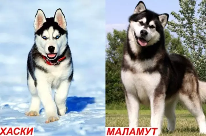 Sự khác biệt của Malamute và Husky (49 ảnh): Sự khác biệt là gì? Sự khác biệt giữa Alaska Malamut là gì? Ai là người tốt hơn để lựa chọn? 22752_40