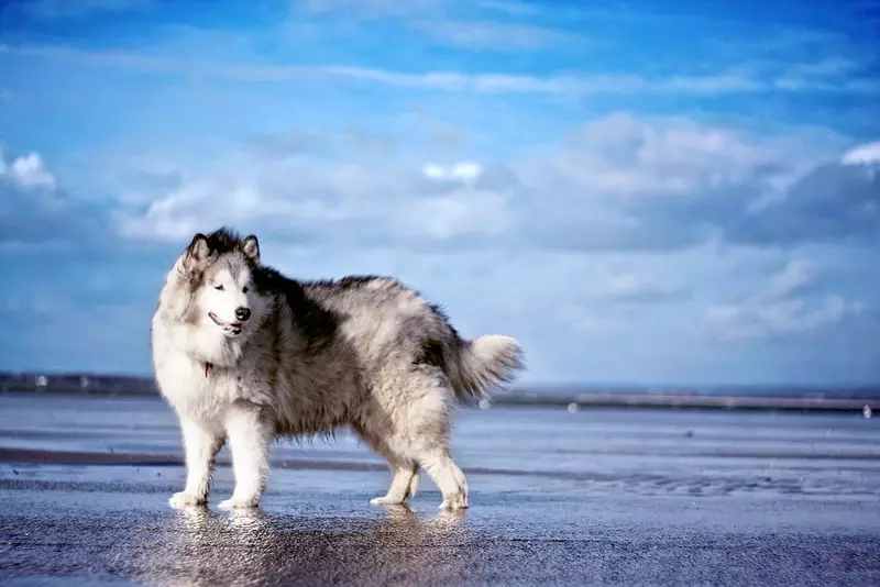 Diferenzas de malamute e husky (49 fotos): cal é a diferenza? Cal é a diferenza entre Alaskan Malamut? Quen é mellor escoller? 22752_41