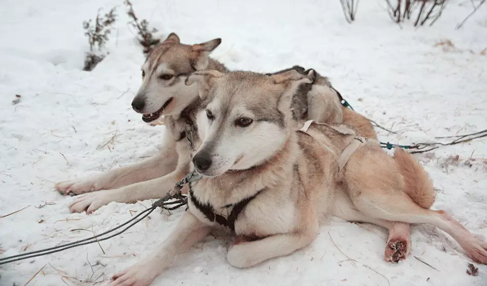 Malamute we Huskyyň tapawudlary (49 surat): Tapawudy näme? Alaskan mawan ujunyň arasyndaky tapawut näme? Kim saýlamak has gowudyr? 22752_42