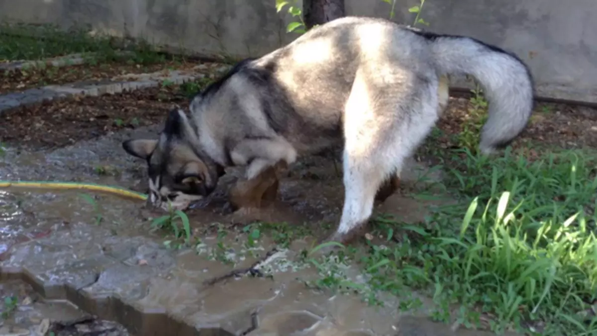 Verskille van Mala Mute en Husky (49 foto's): Wat is die verskil? Wat is die verskil tussen Alaskan Malamut? Wat is beter om te kies? 22752_45