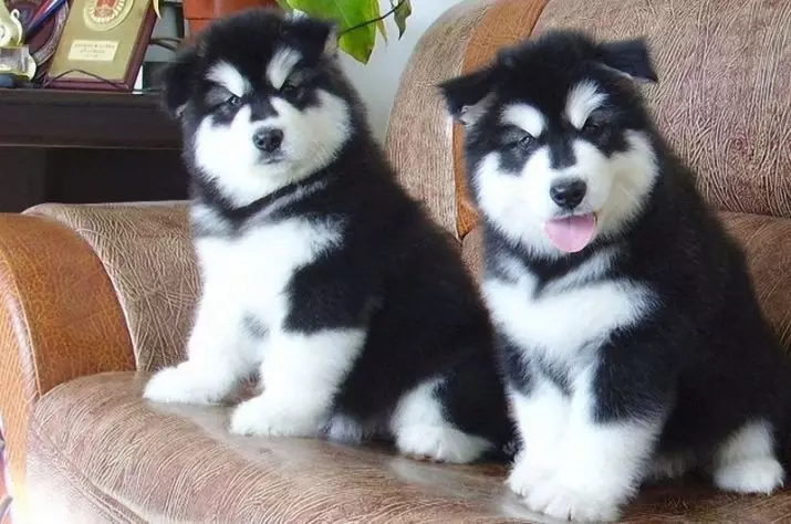 Diferencias de Malamute y Husky (49 fotos): ¿Cuál es la diferencia? ¿Cuál es la diferencia entre Malamut de Alaska? ¿Quién es mejor elegir? 22752_46