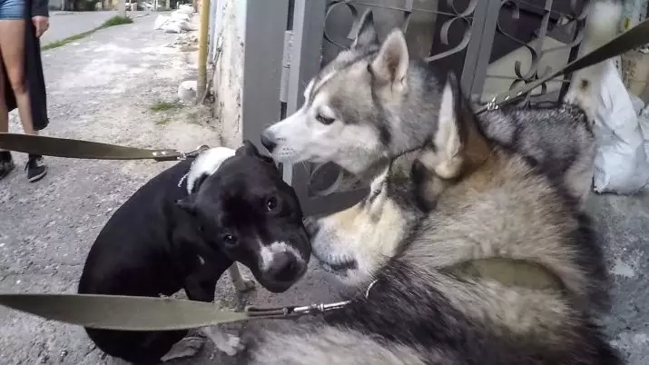 Differenze di malamute e husky (49 foto): qual è la differenza? Qual è la differenza tra Alaskan Malamut? Chi è meglio scegliere? 22752_47