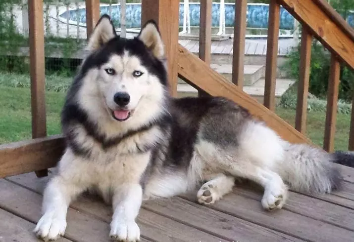 Bambanci na Malamute da Husky (49 hotuna): Menene bambanci? Menene banbanci tsakanin Alaskan Malamut? Wanene ya fi kyau zaɓi? 22752_48