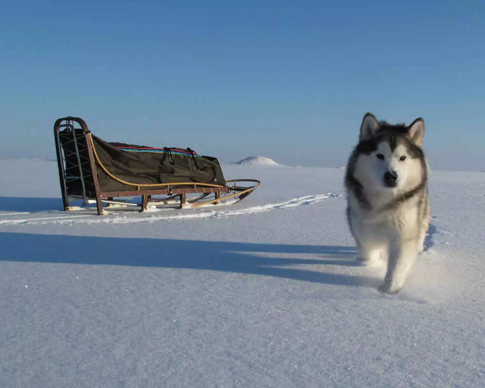 Diferans nan Malamute ak Husky (49 foto): Ki diferans ki genyen? Ki diferans ki genyen ant Alaska Malamut? Ki moun ki pi bon yo chwazi? 22752_5