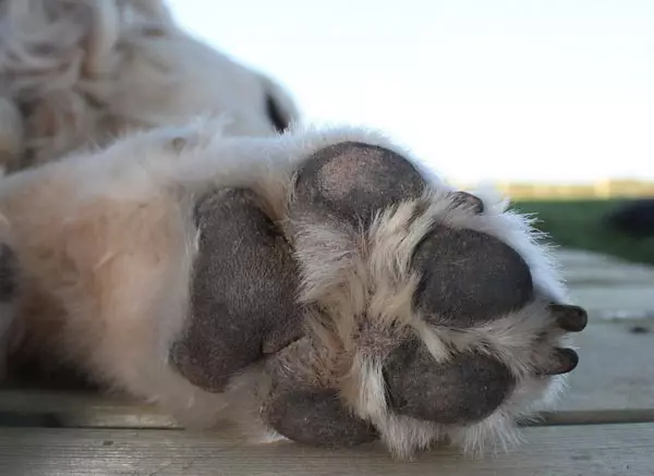 Diferenzas de malamute e husky (49 fotos): cal é a diferenza? Cal é a diferenza entre Alaskan Malamut? Quen é mellor escoller? 22752_6