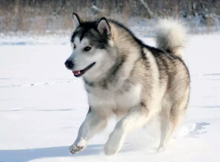Differenze di malamute e husky (49 foto): qual è la differenza? Qual è la differenza tra Alaskan Malamut? Chi è meglio scegliere? 22752_7
