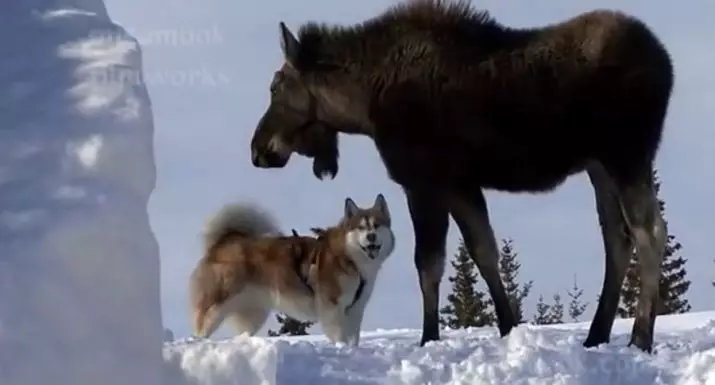 Differenze di malamute e husky (49 foto): qual è la differenza? Qual è la differenza tra Alaskan Malamut? Chi è meglio scegliere? 22752_9