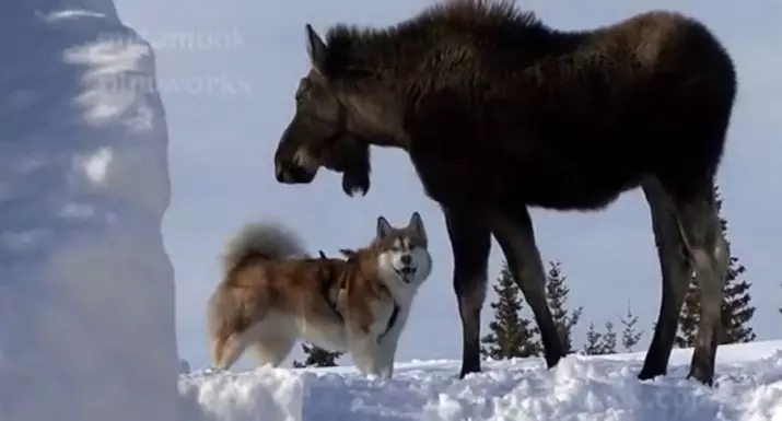 Diferenzas de malamute e husky (49 fotos): cal é a diferenza? Cal é a diferenza entre Alaskan Malamut? Quen é mellor escoller? 22752_9