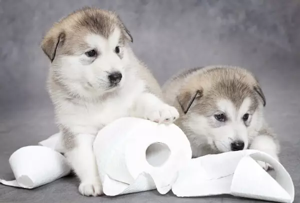 Sådan lærer du husk på toilettet? Metoder til undervisning af en hvalp til bakken. Hvordan man lærer Husky på toilettet på gaden? Hvordan man kan gå en voksen hund til at gå på toilettet derhjemme? 22758_12