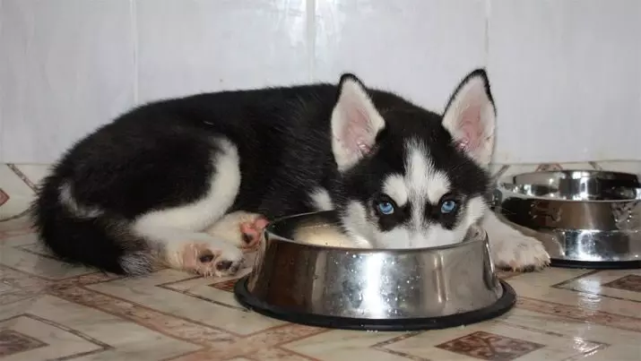 Husky Puppy të moshës 3 muaj (16 foto): Çfarë peshon një qenush tre mujor? Si t'i mbash djemtë dhe vajzat husky në dimër dhe verë? Si të zhytem? 22762_13