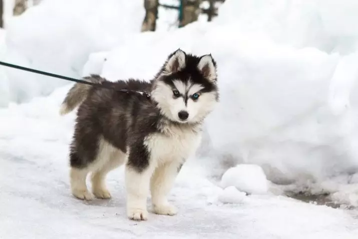 Husky puppy aged 3 months (16 photos): What does a three-month puppy weigh? How to keep boys and girls Husky in winter and summer? How to wean biting? 22762_15