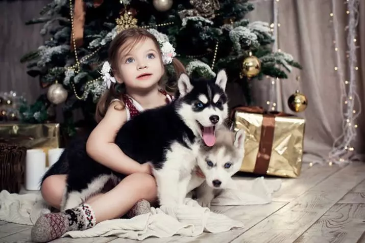 Husky Puppy 3 Ay Yaşında (16 Fotoğraf): Üç aylık köpek yavrusu nedir? Kış ve yaz aylarında kız ve erkeklerin husky nasıl tutulur? Nasıl ısırma? 22762_2
