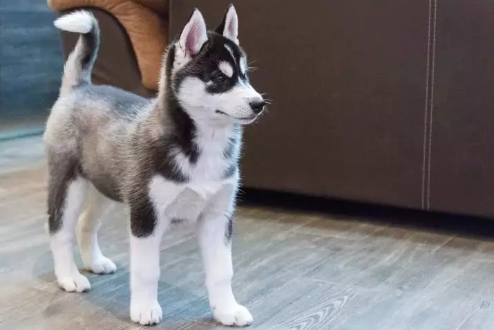Husky puppy aged 3 months (16 photos): What does a three-month puppy weigh? How to keep boys and girls Husky in winter and summer? How to wean biting? 22762_7