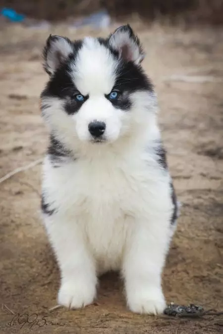 Husky dengan mata biru (18 gambar): Puppies bermata biru dan anjing dewasa yang cantik. Bilakah mereka menjadi biru? 22763_11