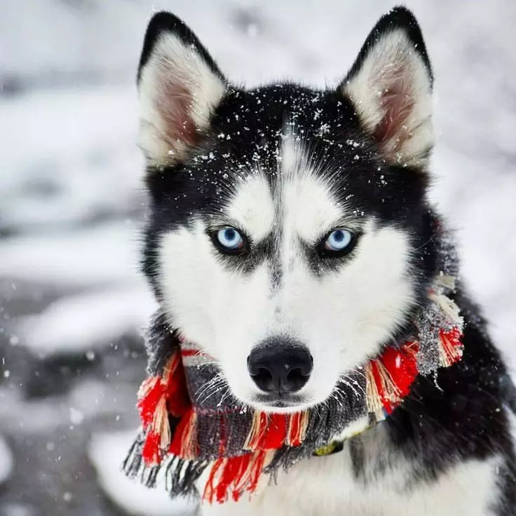 Husky dengan mata biru (18 gambar): Puppies bermata biru dan anjing dewasa yang cantik. Bilakah mereka menjadi biru? 22763_3