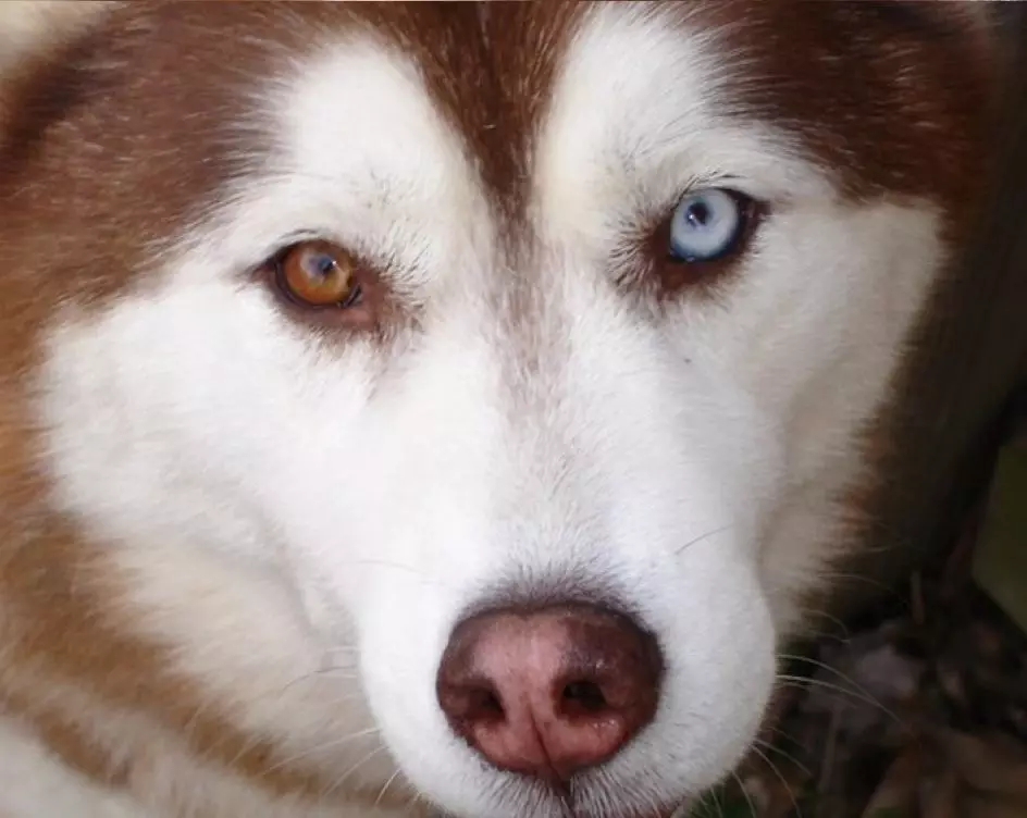 Husky mit blauen Augen (18 Fotos): Schöne blauäugige Welpen und erwachsene Hunde. Wann werden sie blau? 22763_5