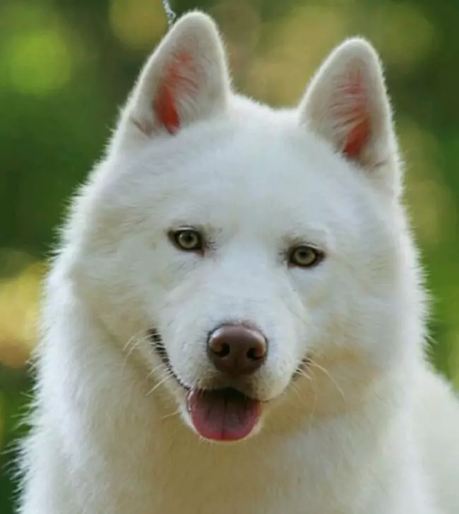 Husky dengan mata biru (18 gambar): Puppies bermata biru dan anjing dewasa yang cantik. Bilakah mereka menjadi biru? 22763_6