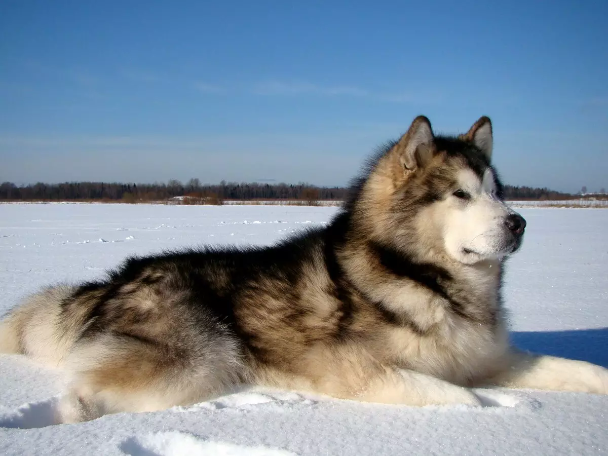 Des chiens comme Husky (31 photos): quel genre de roches et de chiens blancs sont comme eux? Quels sont les noms des grands et des petits chiens comme Husky? 22764_10