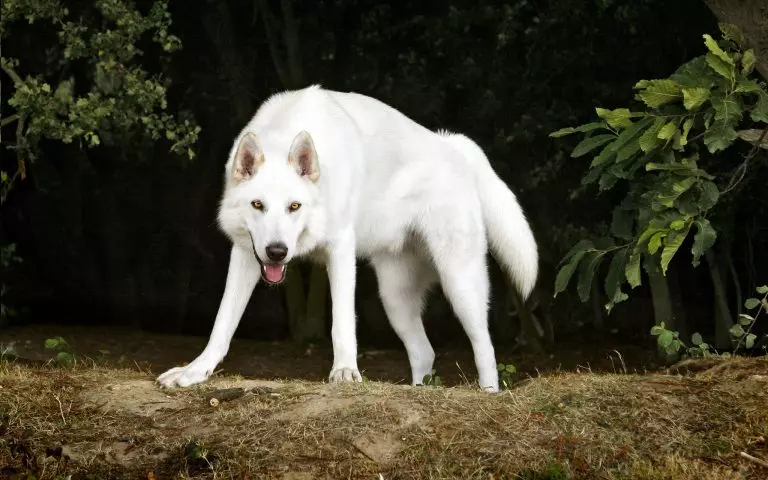 像哈士奇一樣的狗（31張照片）：什麼樣的岩石和白狗喜歡他們？像哈士奇一樣的大小狗的名字是什麼？ 22764_11