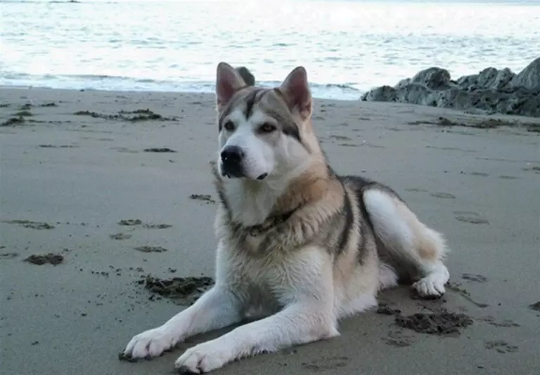 像哈士奇一樣的狗（31張照片）：什麼樣的岩石和白狗喜歡他們？像哈士奇一樣的大小狗的名字是什麼？ 22764_12