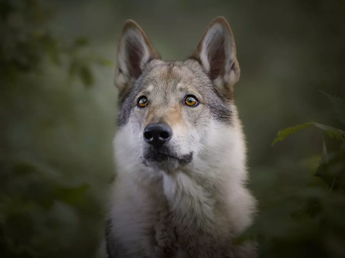 Des chiens comme Husky (31 photos): quel genre de roches et de chiens blancs sont comme eux? Quels sont les noms des grands et des petits chiens comme Husky? 22764_13
