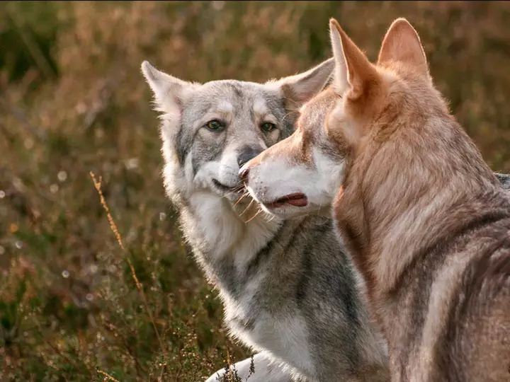 Des chiens comme Husky (31 photos): quel genre de roches et de chiens blancs sont comme eux? Quels sont les noms des grands et des petits chiens comme Husky? 22764_14