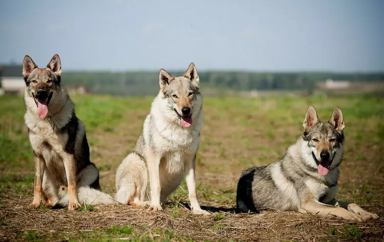 Koirat, kuten Husky (31 Valokuvat): Millaisia ​​kiviä ja valkoisia koiria ovat kuin ne? Mitkä ovat suurten ja pienten koirien nimet, jotka ovat kuin husky? 22764_15