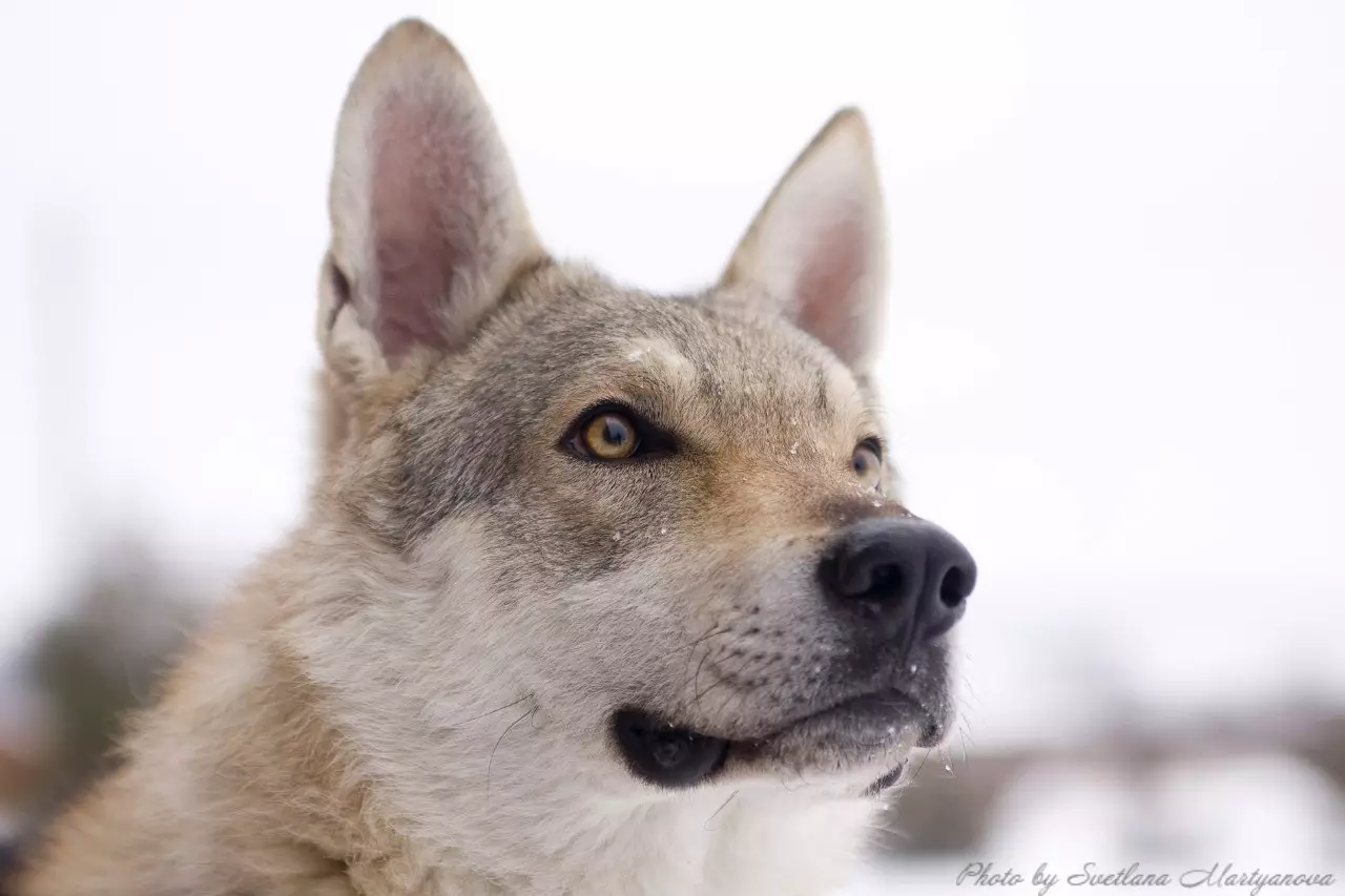 Des chiens comme Husky (31 photos): quel genre de roches et de chiens blancs sont comme eux? Quels sont les noms des grands et des petits chiens comme Husky? 22764_16