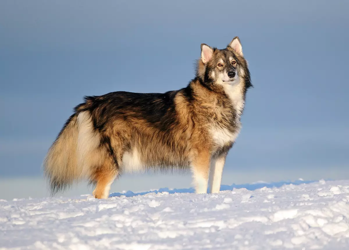 Des chiens comme Husky (31 photos): quel genre de roches et de chiens blancs sont comme eux? Quels sont les noms des grands et des petits chiens comme Husky? 22764_19
