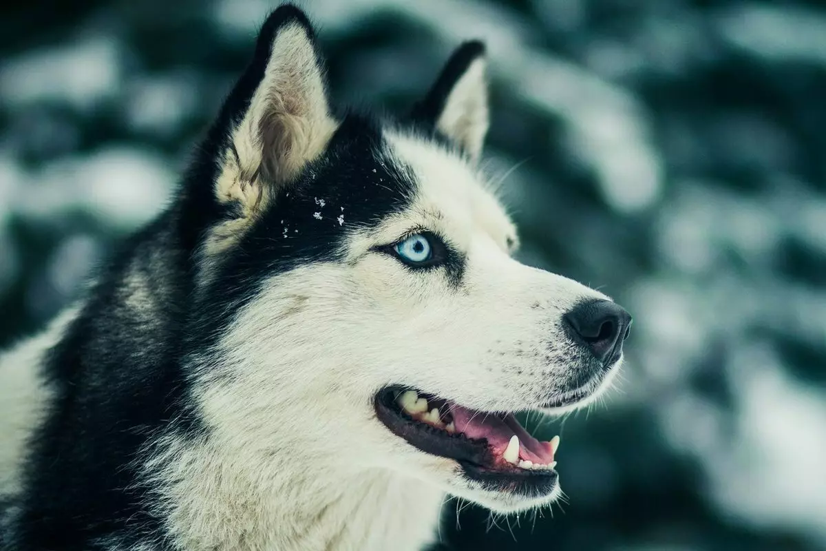 Hundar som husky (31 bilder): Vilken typ av stenar och vita hundar är som dem? Vilka är namnen på stora och små hundar som är som husky? 22764_2
