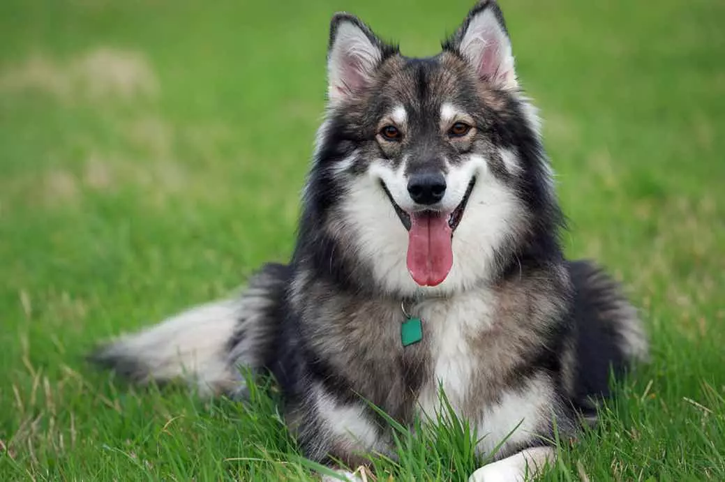 Hundar som husky (31 bilder): Vilken typ av stenar och vita hundar är som dem? Vilka är namnen på stora och små hundar som är som husky? 22764_20