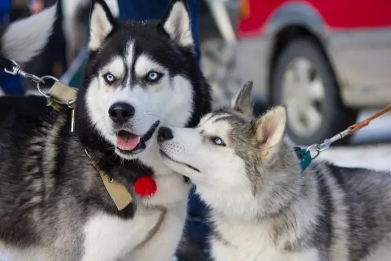 Des chiens comme Husky (31 photos): quel genre de roches et de chiens blancs sont comme eux? Quels sont les noms des grands et des petits chiens comme Husky? 22764_23
