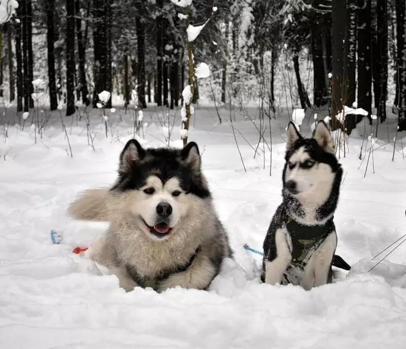 Koirat, kuten Husky (31 Valokuvat): Millaisia ​​kiviä ja valkoisia koiria ovat kuin ne? Mitkä ovat suurten ja pienten koirien nimet, jotka ovat kuin husky? 22764_24