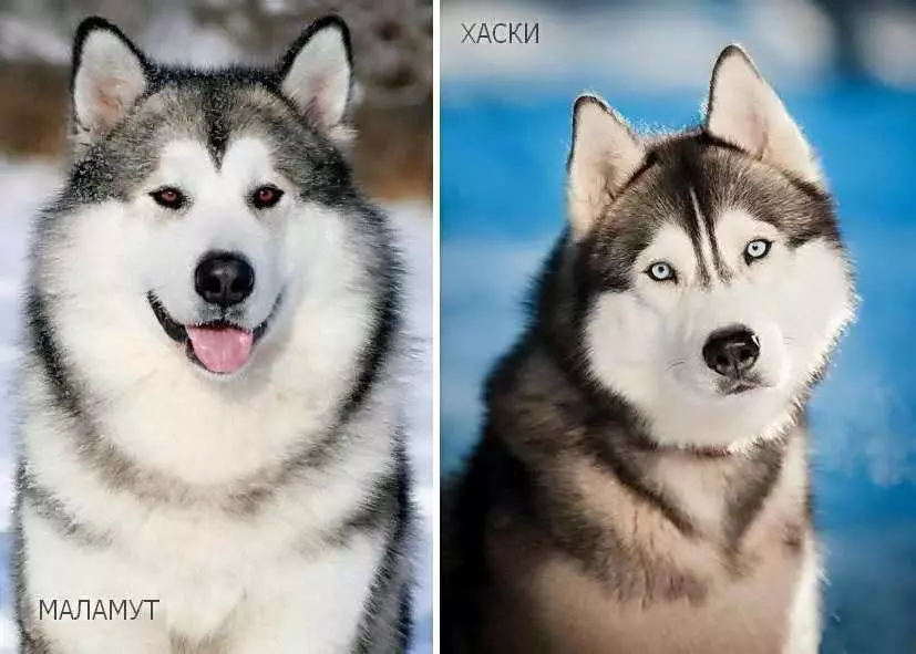 Husky (31 फोटो) आवडतात: कशा प्रकारचे खडक आणि पांढरे कुत्रे त्यांच्यासारखे आहेत? हस्कीसारख्या मोठ्या आणि लहान कुत्र्यांचे नाव काय आहे? 22764_25
