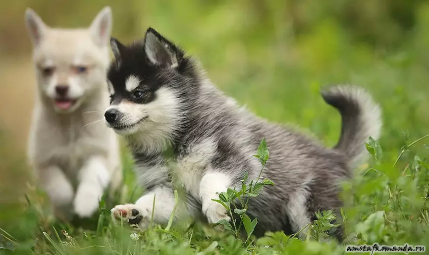 Hundar som husky (31 bilder): Vilken typ av stenar och vita hundar är som dem? Vilka är namnen på stora och små hundar som är som husky? 22764_26