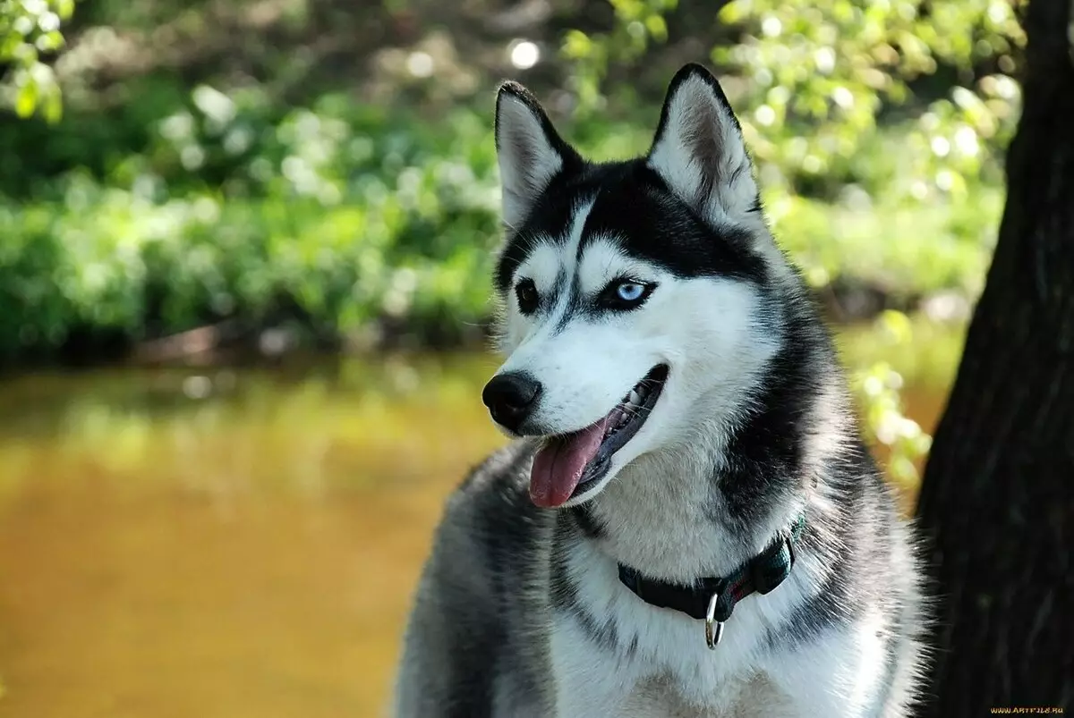 Des chiens comme Husky (31 photos): quel genre de roches et de chiens blancs sont comme eux? Quels sont les noms des grands et des petits chiens comme Husky? 22764_3