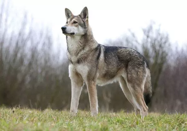 Des chiens comme Husky (31 photos): quel genre de roches et de chiens blancs sont comme eux? Quels sont les noms des grands et des petits chiens comme Husky? 22764_30