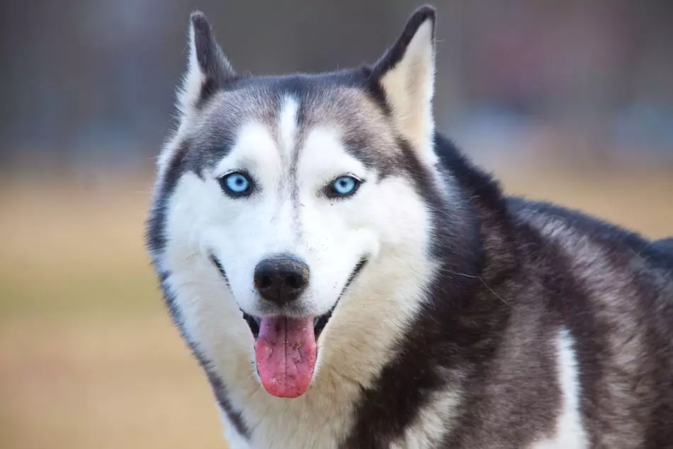 Husky (31 फोटो) आवडतात: कशा प्रकारचे खडक आणि पांढरे कुत्रे त्यांच्यासारखे आहेत? हस्कीसारख्या मोठ्या आणि लहान कुत्र्यांचे नाव काय आहे? 22764_4