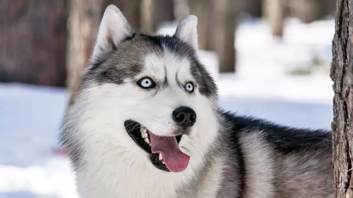 Hundar som husky (31 bilder): Vilken typ av stenar och vita hundar är som dem? Vilka är namnen på stora och små hundar som är som husky? 22764_7