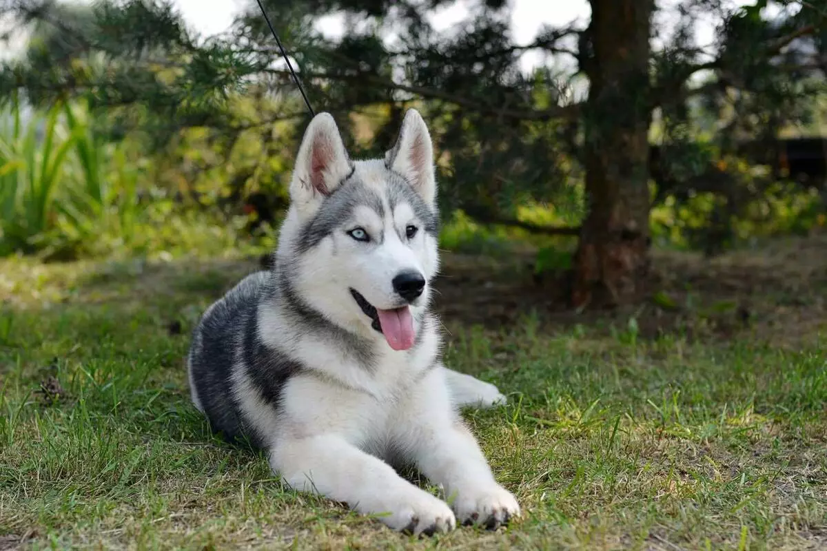 Husky (31 फोटो) आवडतात: कशा प्रकारचे खडक आणि पांढरे कुत्रे त्यांच्यासारखे आहेत? हस्कीसारख्या मोठ्या आणि लहान कुत्र्यांचे नाव काय आहे? 22764_8